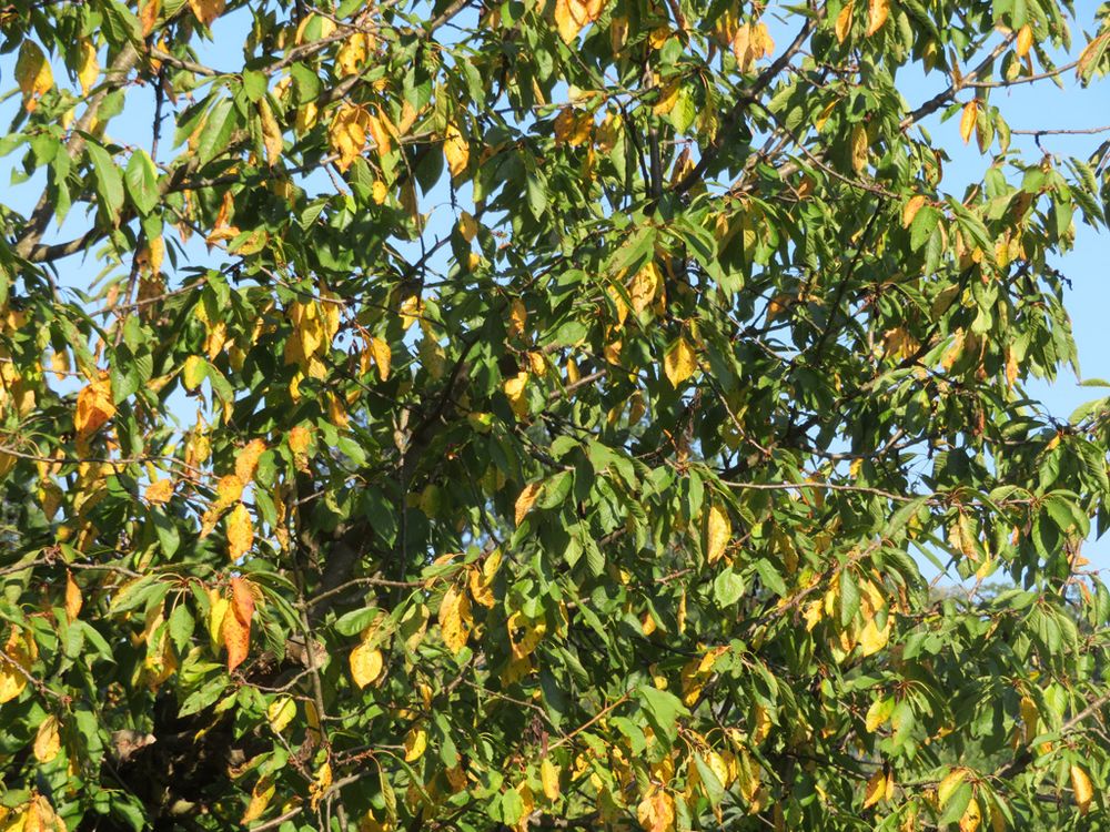 Nachbars Kirschbaum Foto & Bild pflanzen, samen, bäume, natur Bilder