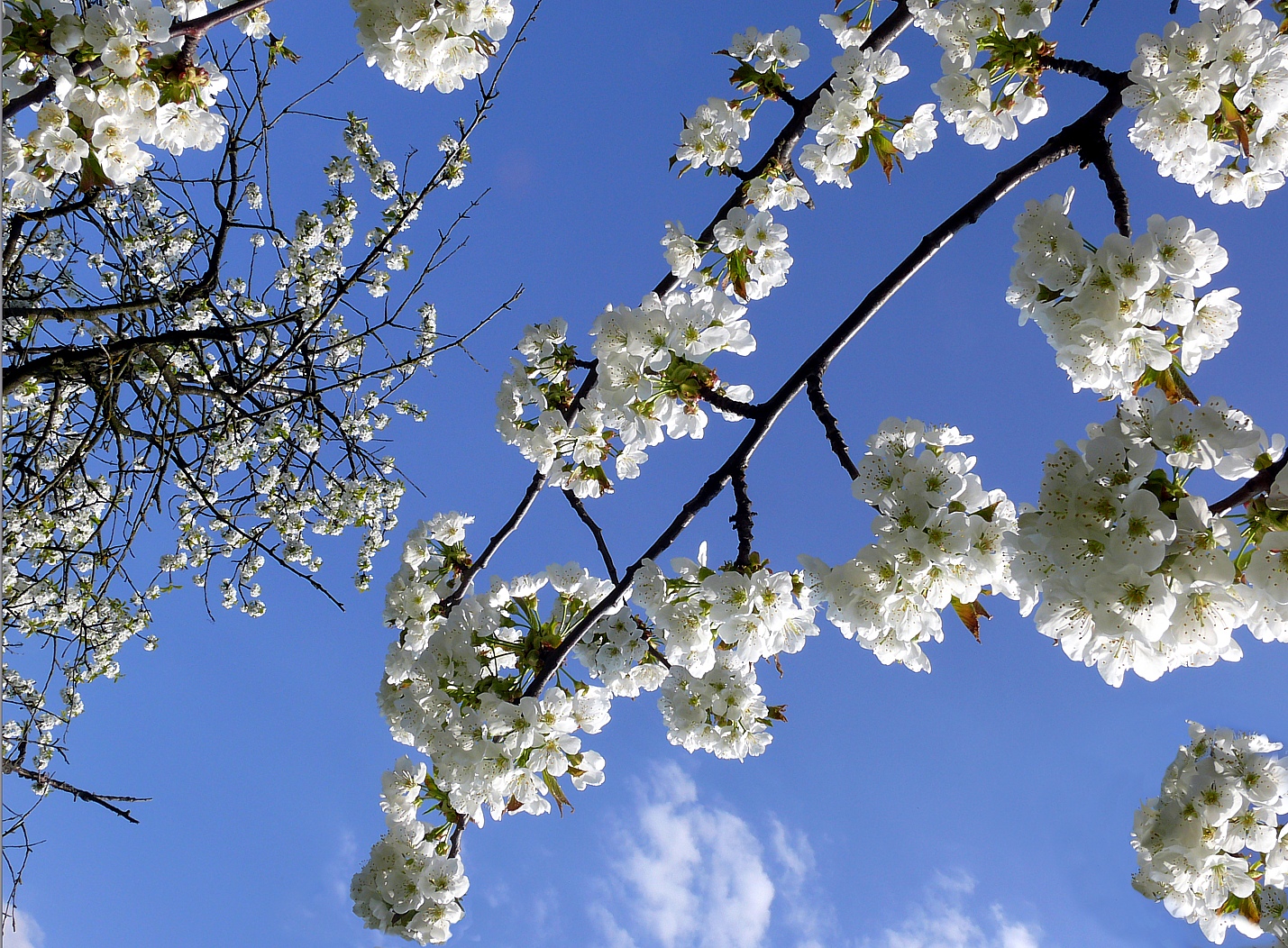 Nachbars Kirschblüten