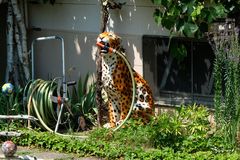 Nachbars Leopard