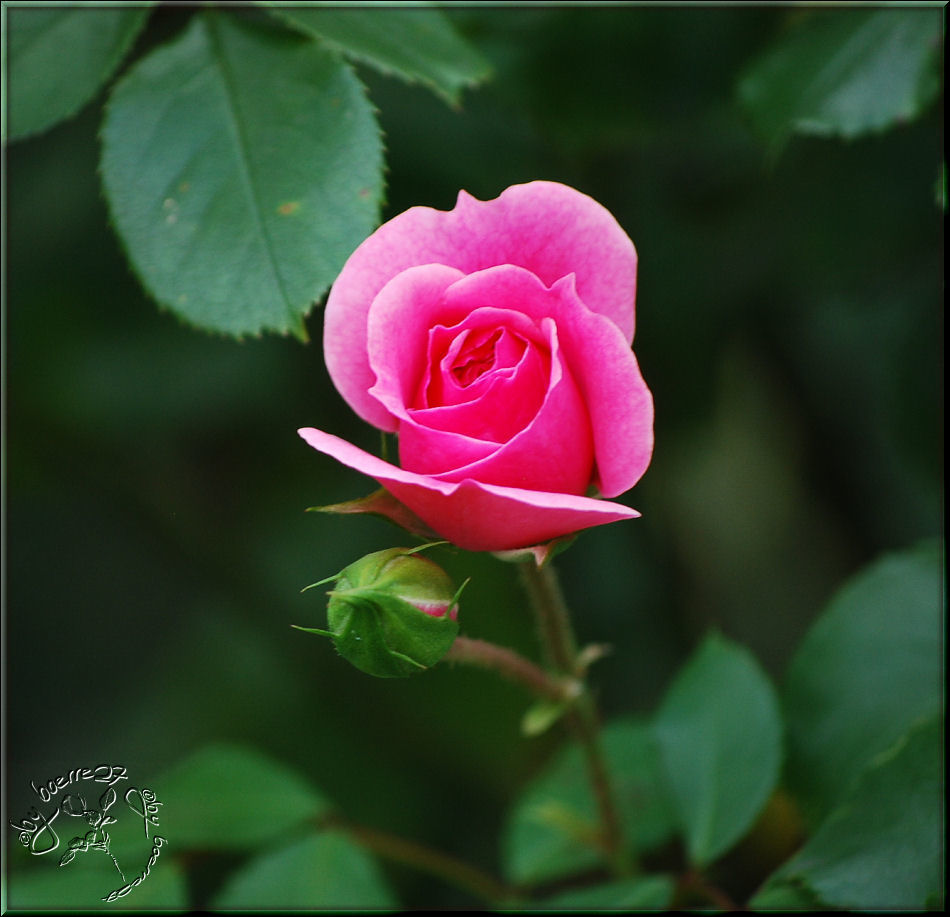 Nachbar´s Rose