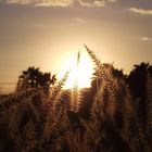 Nachbars Sonnenuntergang