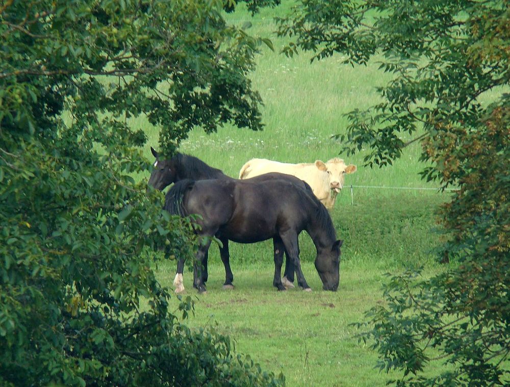 Nachbars Tiere