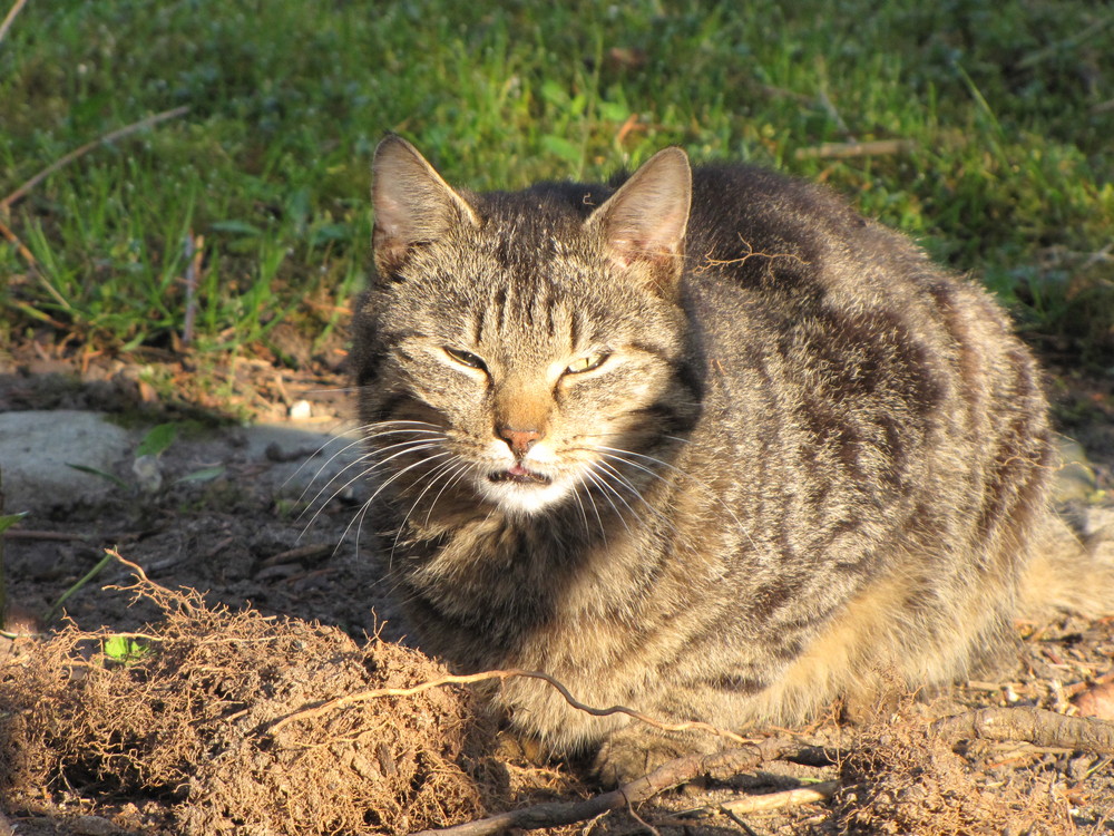 Nachbars Tiger