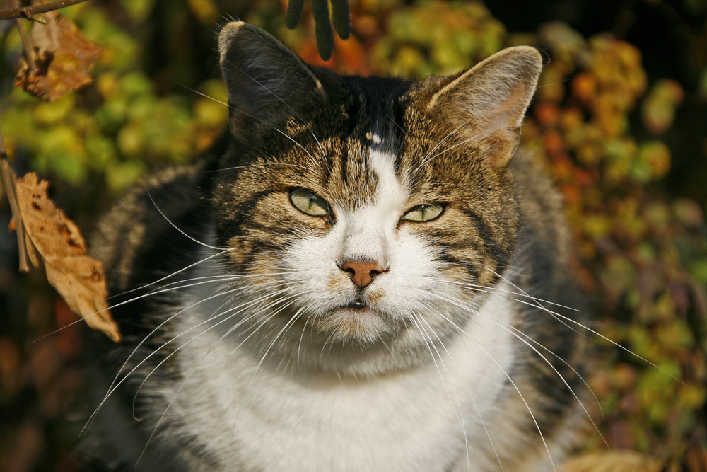 Nachbars Tiger geniesst die Herbstsonne