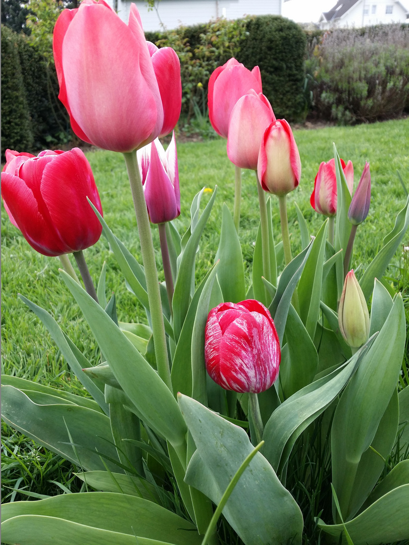 Nachbar's Tulpen