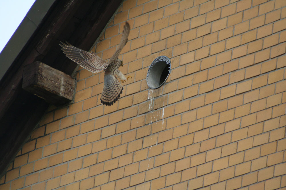 Nachbars Vogel 300.0mm von Claus Brömme