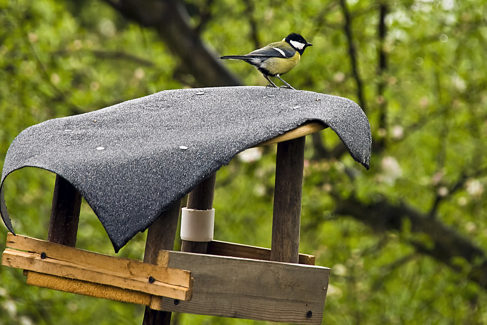 Nachbars Vogelhäuschen