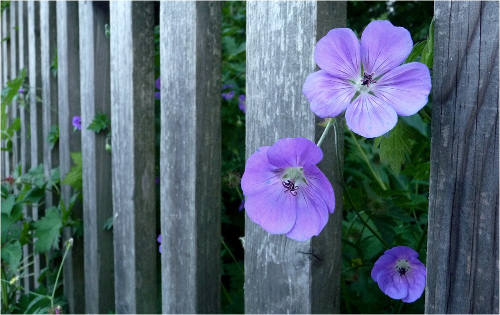 . nachbarschaftsblumen .