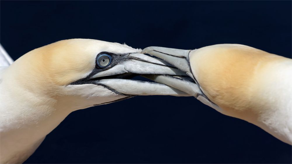 Nachbarschaftsstreit... bei den Basstölpeln (Morus bassanus)