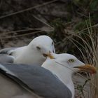 Nachbarschaftsstreit unter Silbermöwen