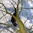 Nachbarskater Mohrchen auf der Pirsch