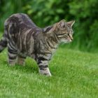 Nachbarskatze in meinem Garten