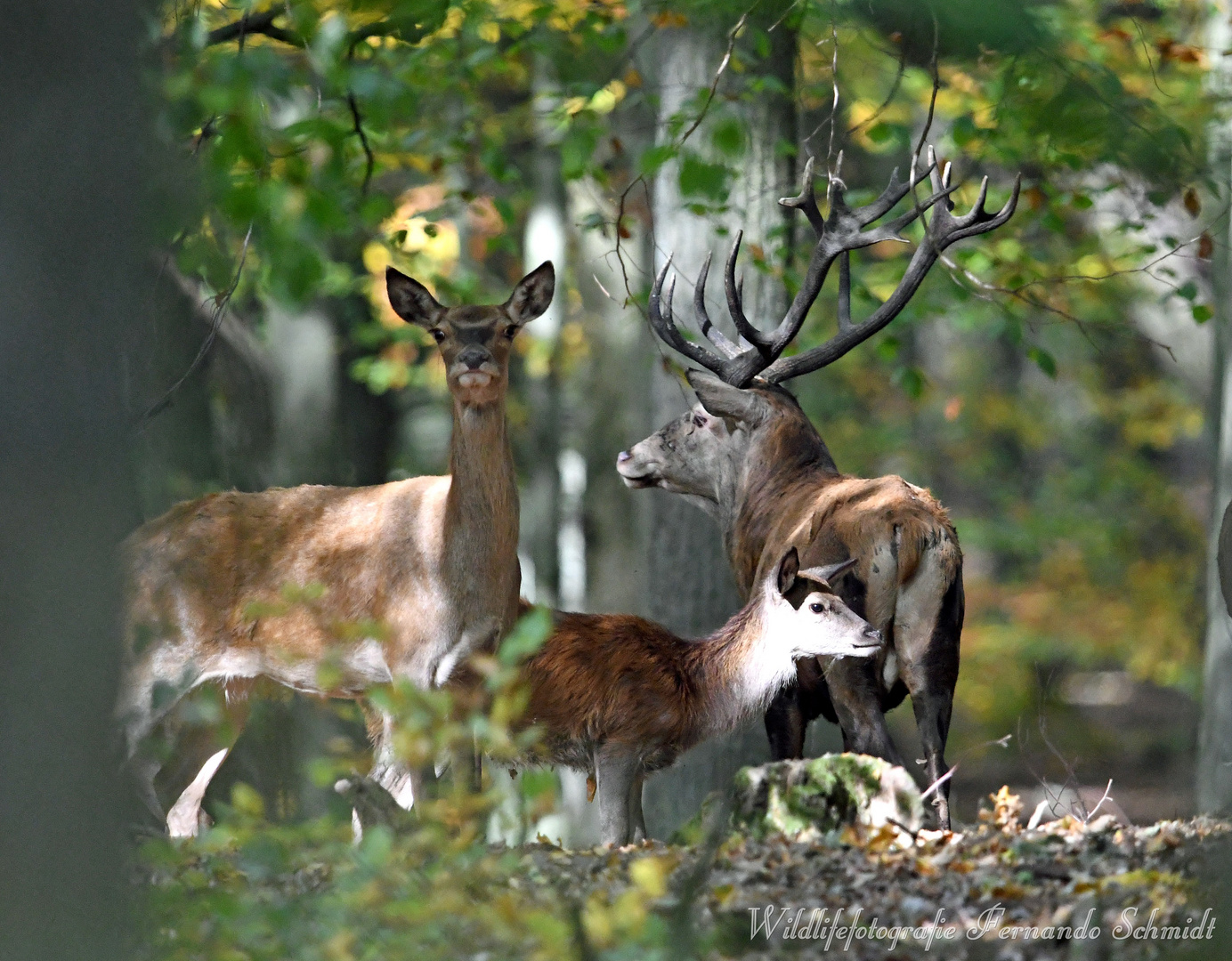 Nachbrunft im Altweibersommer