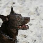 Nachdem der Kopf im Wasser war wurde er erstmal im Sand gesteckt;)