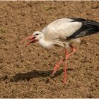 Nachdem der Storch (2) ...