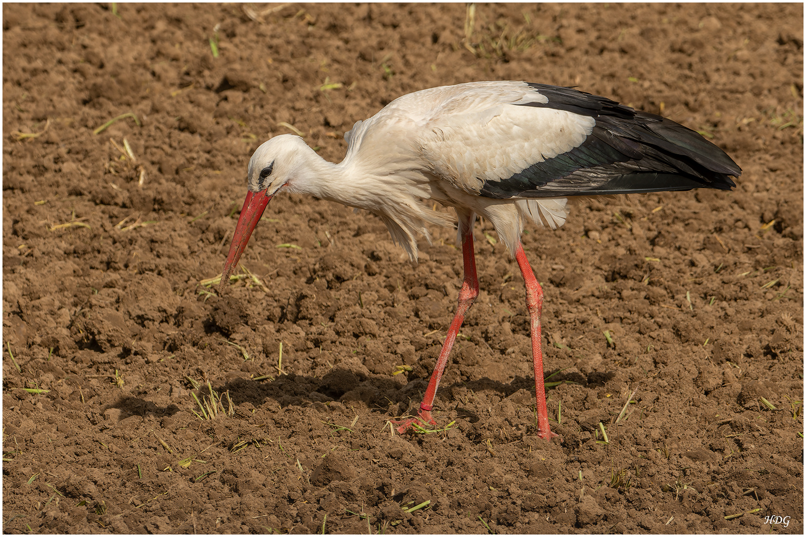 Nachdem der Storch ..