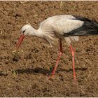 Nachdem der Storch ..