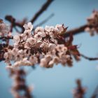 Nachdem der Sturm kam sind die Blüten leider alle weg