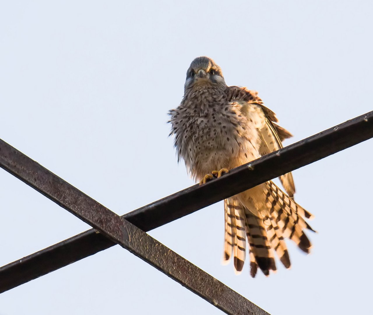 Nachdem der Turmfalke ...