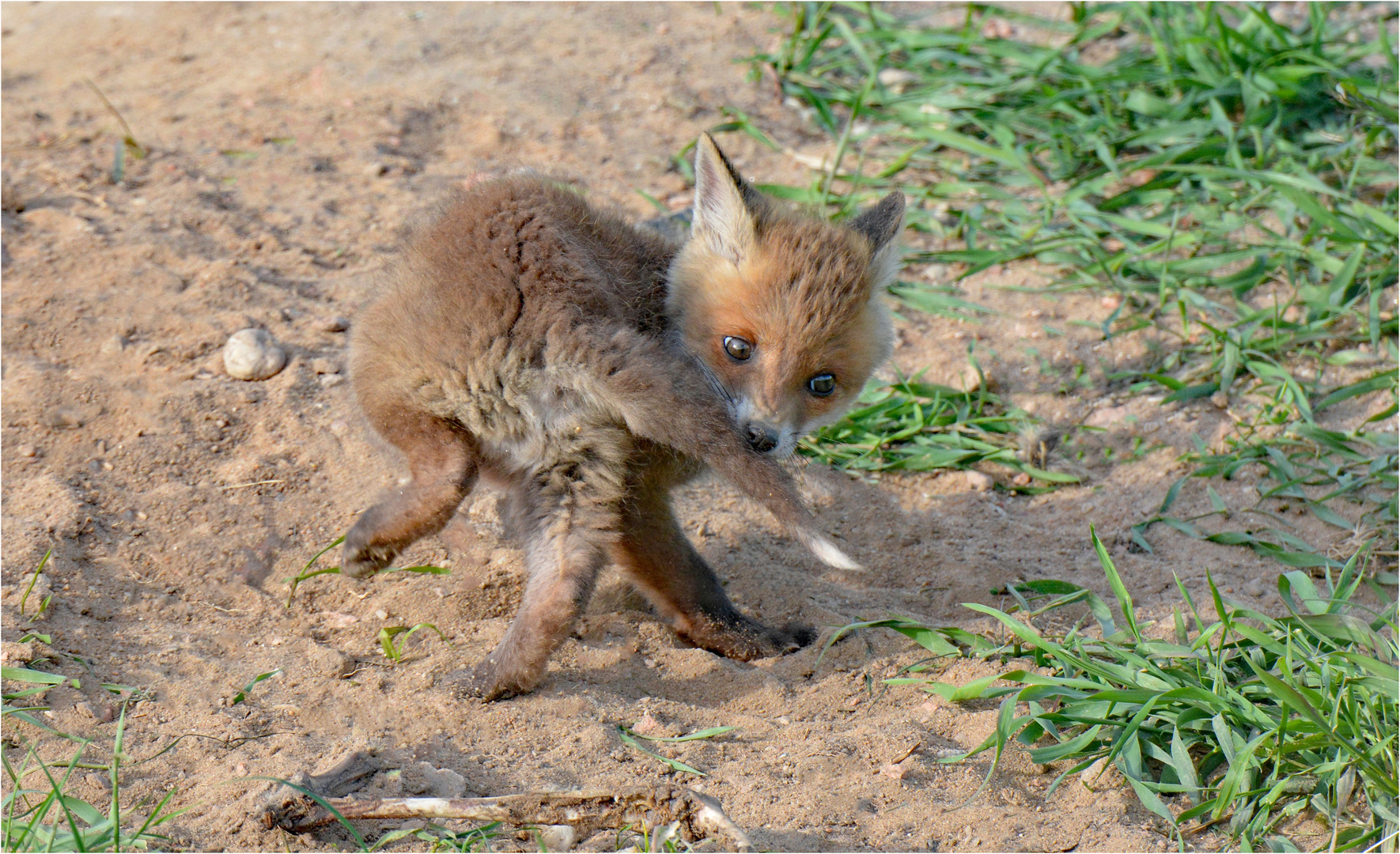 Nachdem dieser Jungfuchs ...