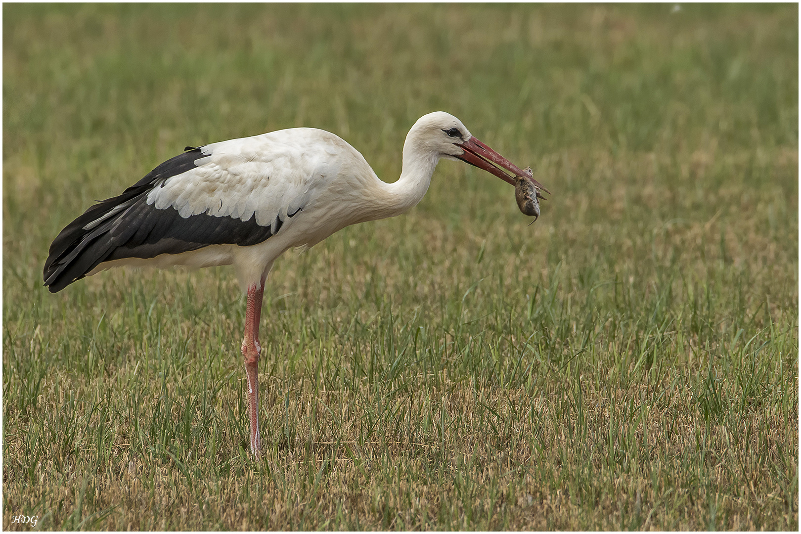 Nachdem dieser Storch eine ...