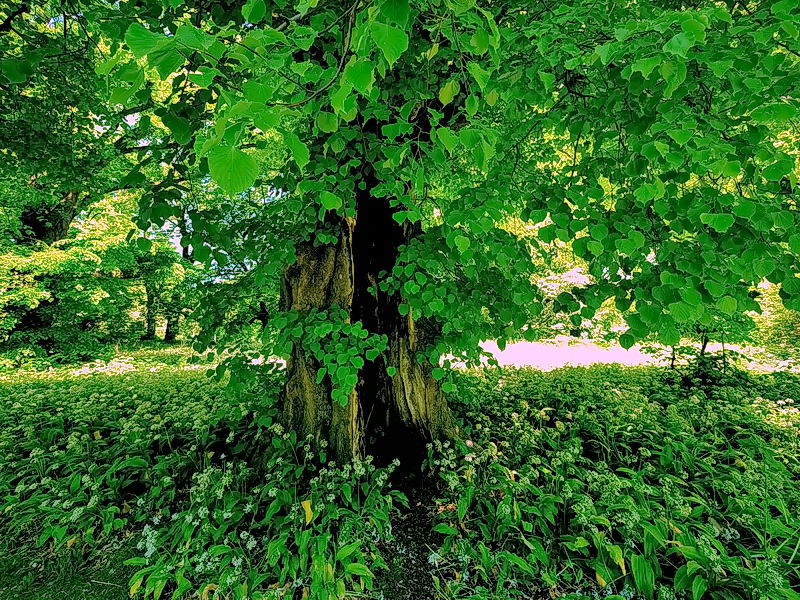  Nachdem sie brannte - lichterloh...