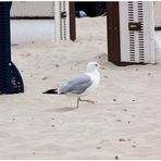 nachdenken über usedom beim spaziergang am meer