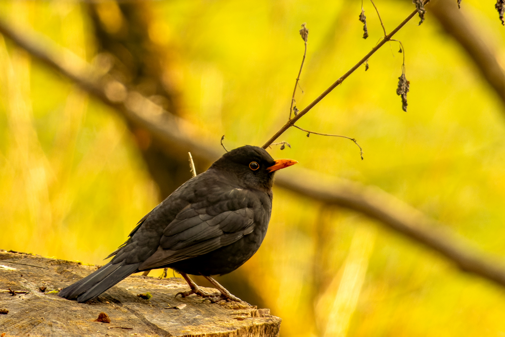 Nachdenklich Foto & Bild tiere, wildlife, wild lebende vögel Bilder