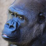 Nachdenklich Gorilla