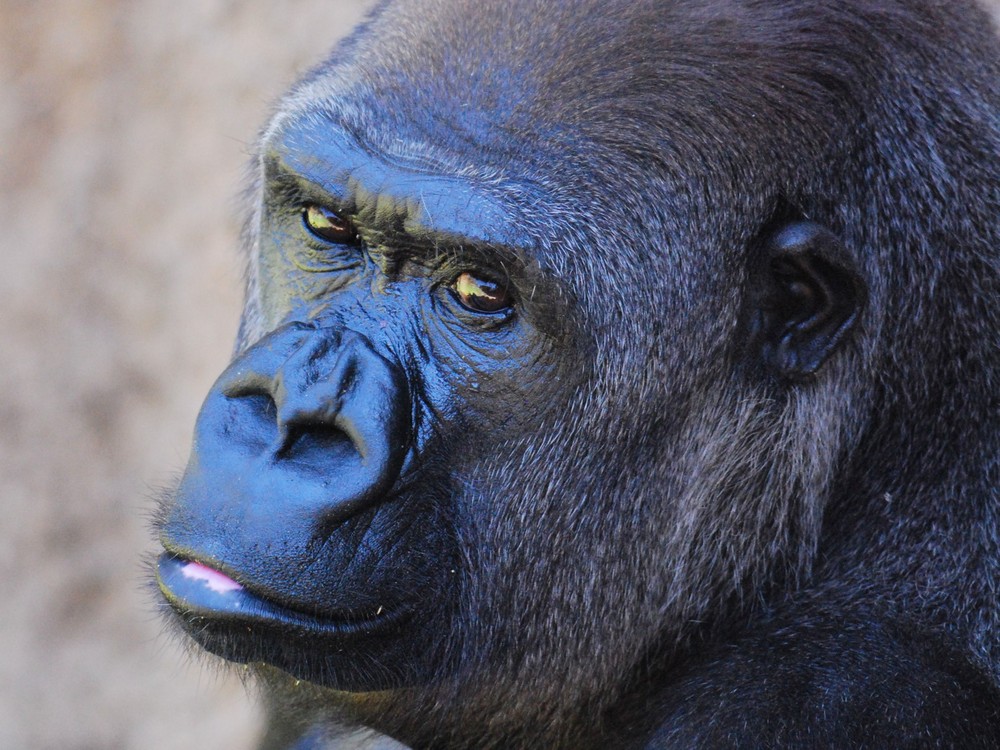 Nachdenklich Gorilla