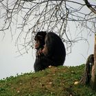 Nachdenklich oder ist es langeweile?