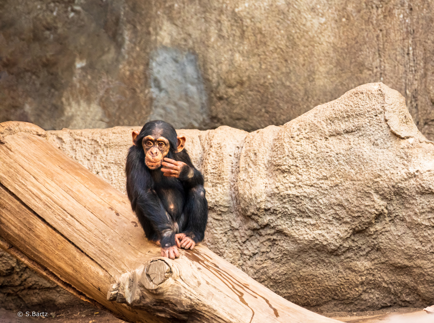 Nachdenklich - Zoo Leipzig 10/2022 (3)