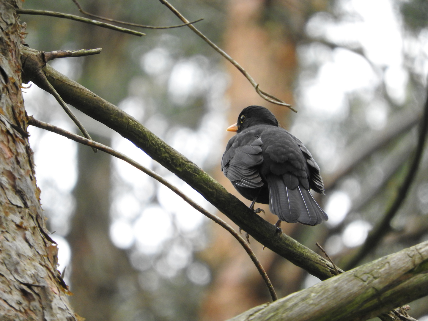 Nachdenkliche Amsel