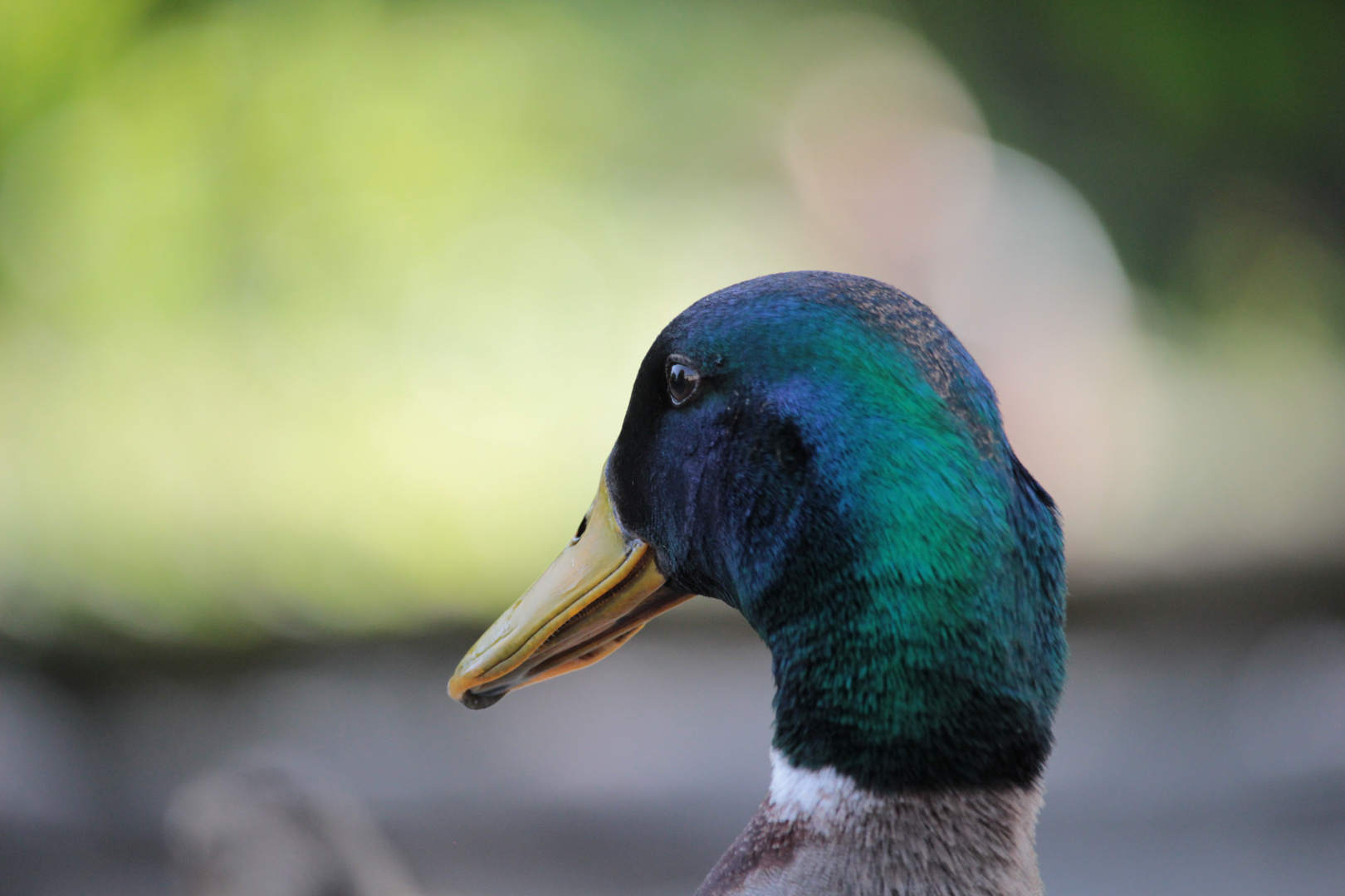 nachdenkliche Ente