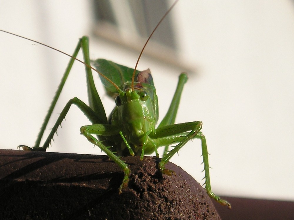 Nachdenkliche Heuschrecke