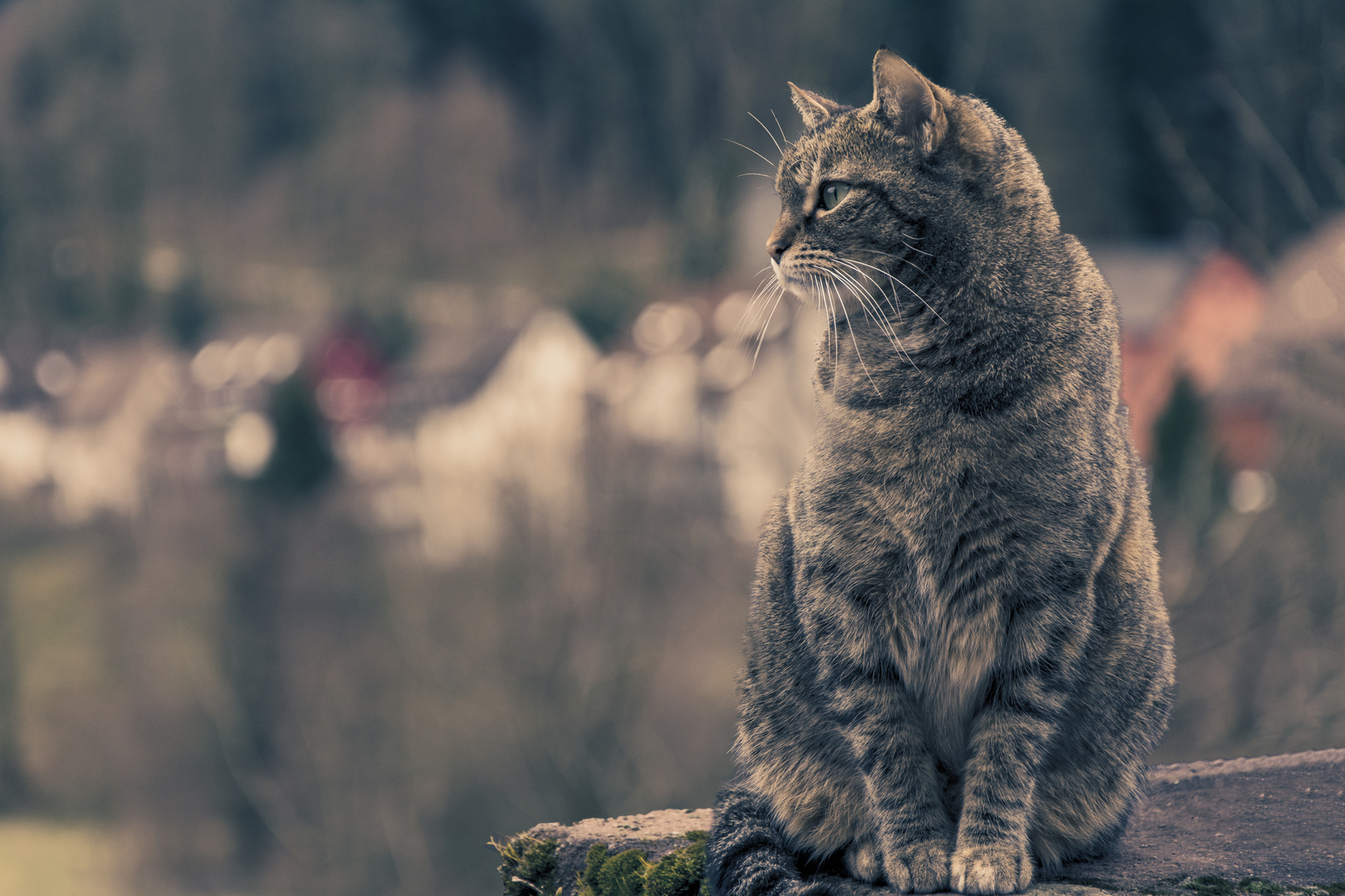 Nachdenkliche Katze