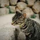 Nachdenkliche Katze - Insel Samos - 1993