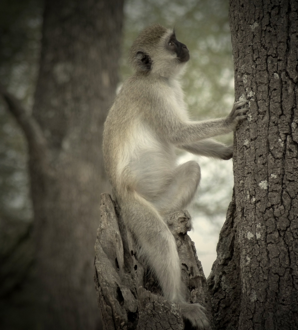 nachdenkliche Meerkatze im Tarangire-Park...