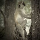 nachdenkliche Meerkatze im Tarangire-Park...