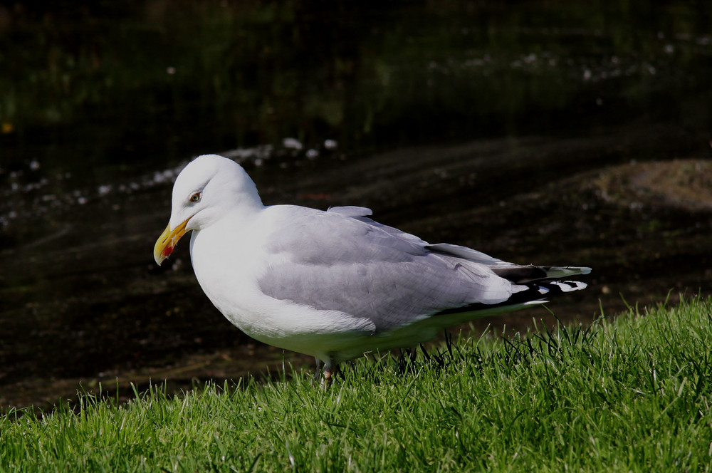 Nachdenkliche Möwe