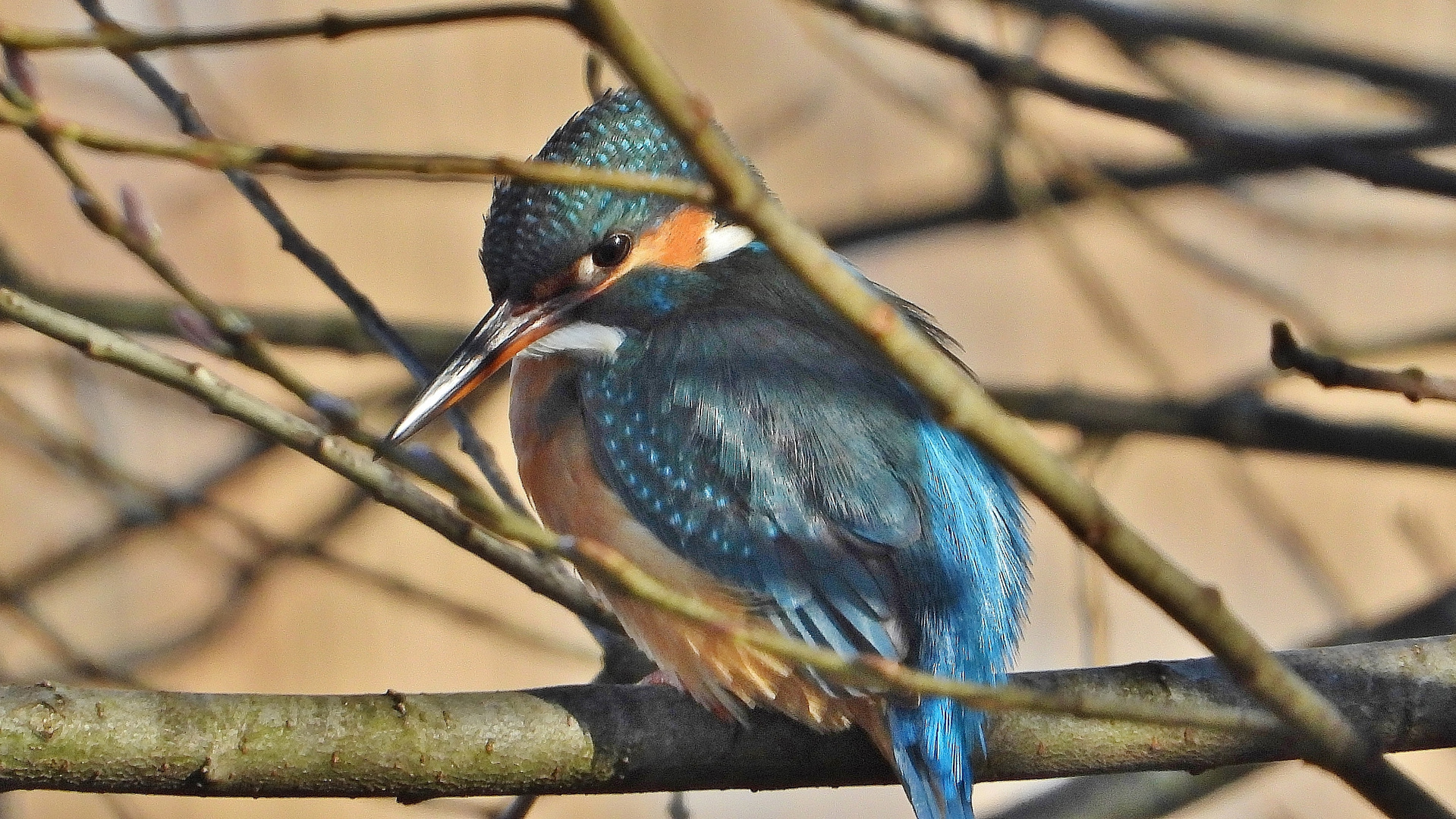 Nachdenklicher Eisvogel im Geäst.