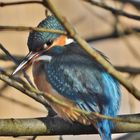 Nachdenklicher Eisvogel im Geäst.