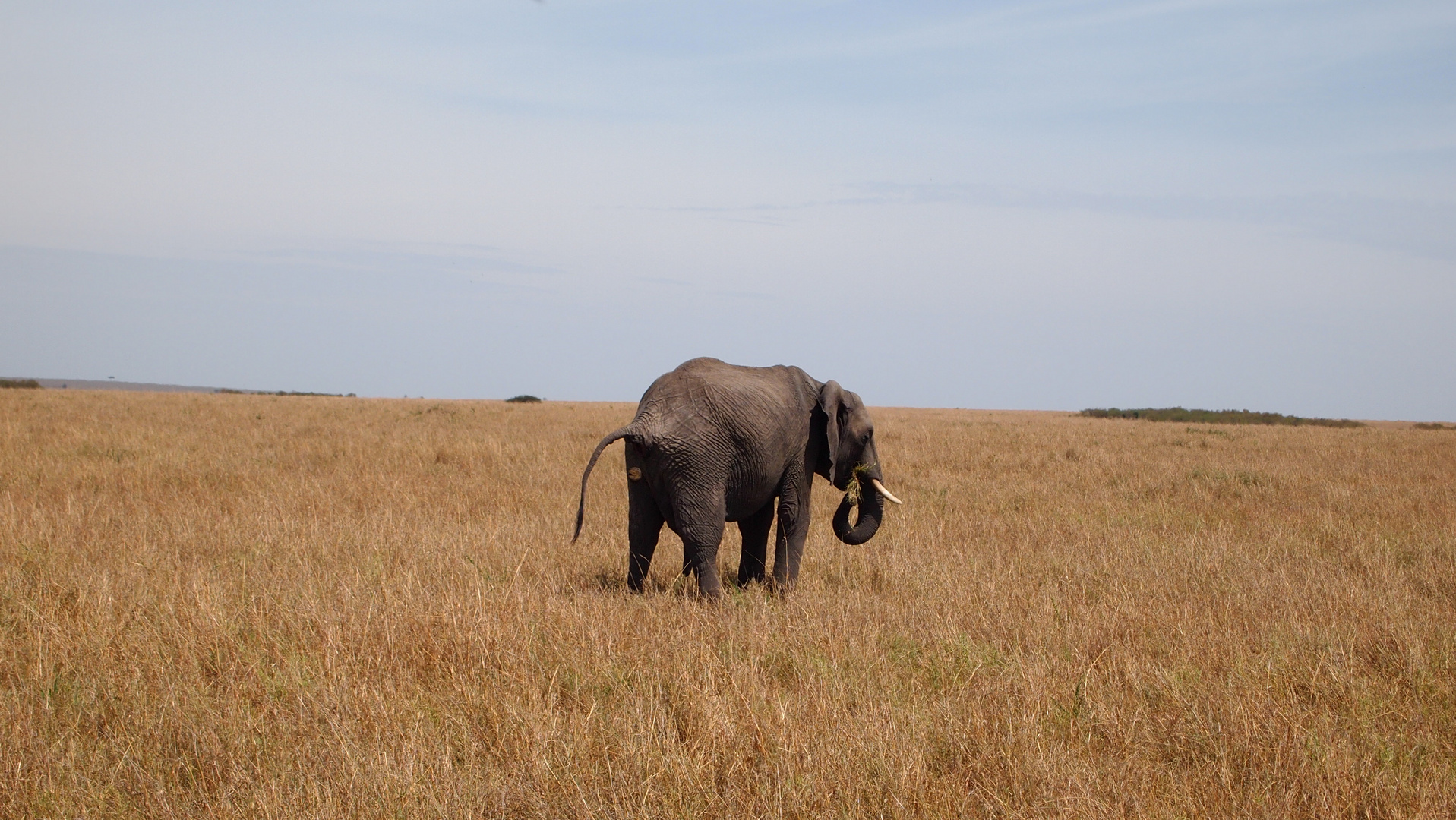 Nachdenklicher Elefant