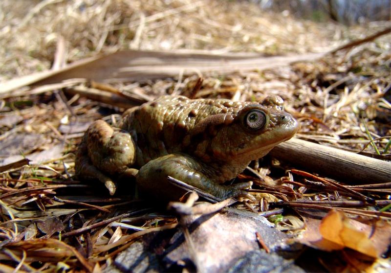 Nachdenklicher Frosch