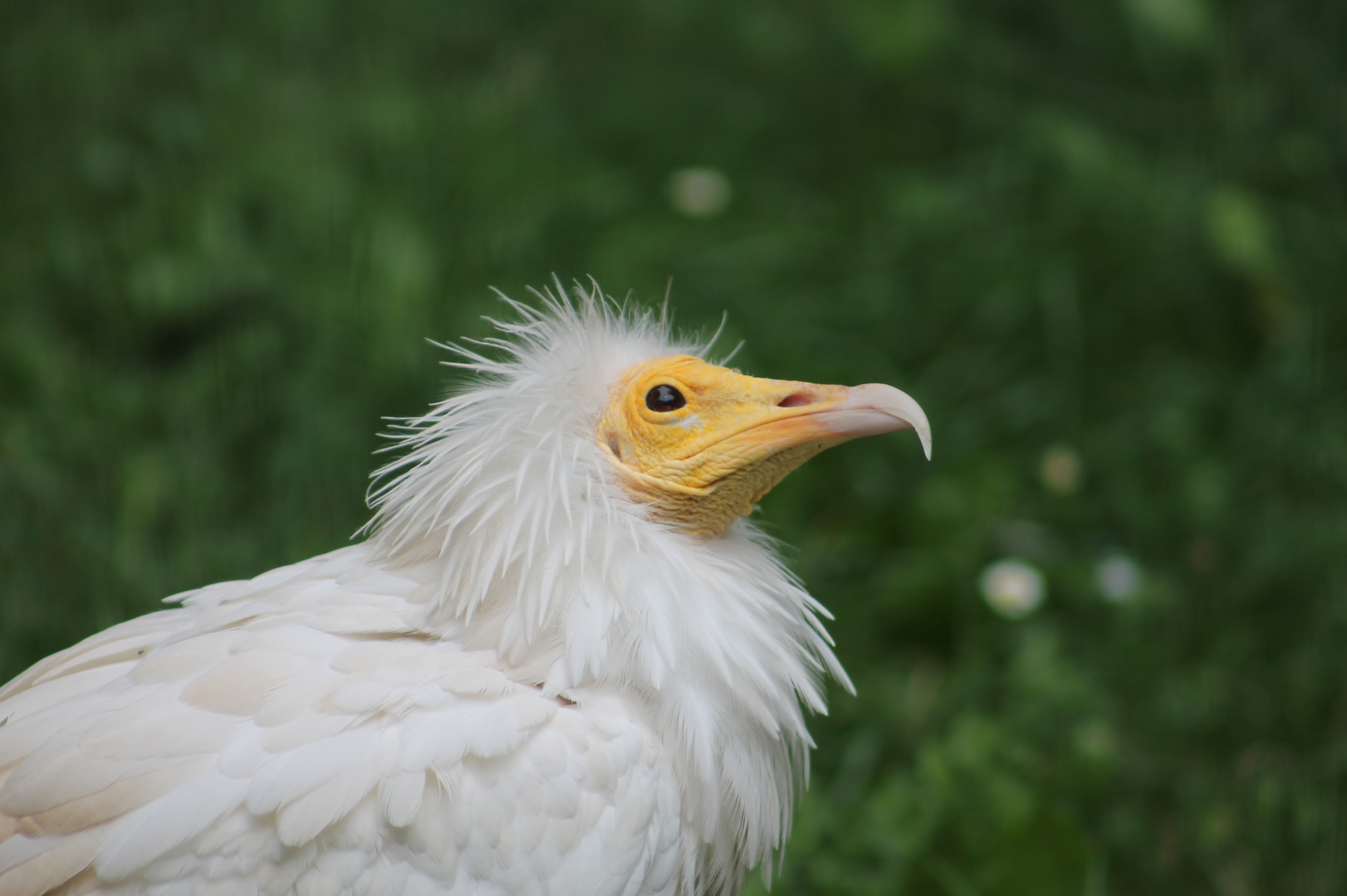 nachdenklicher Geier