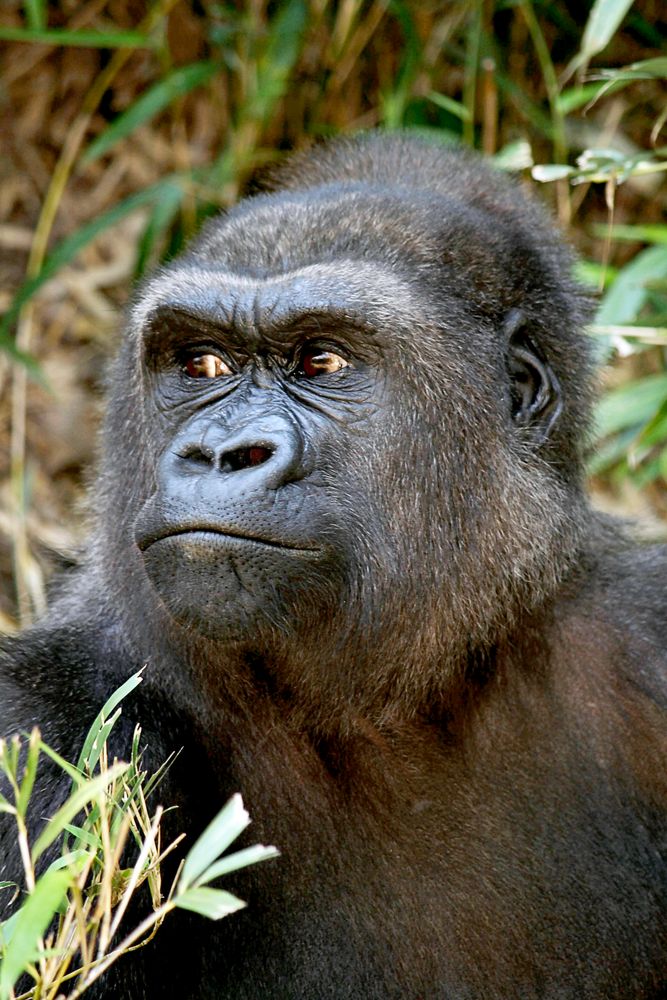 Nachdenklicher Gorilla von Scylla 