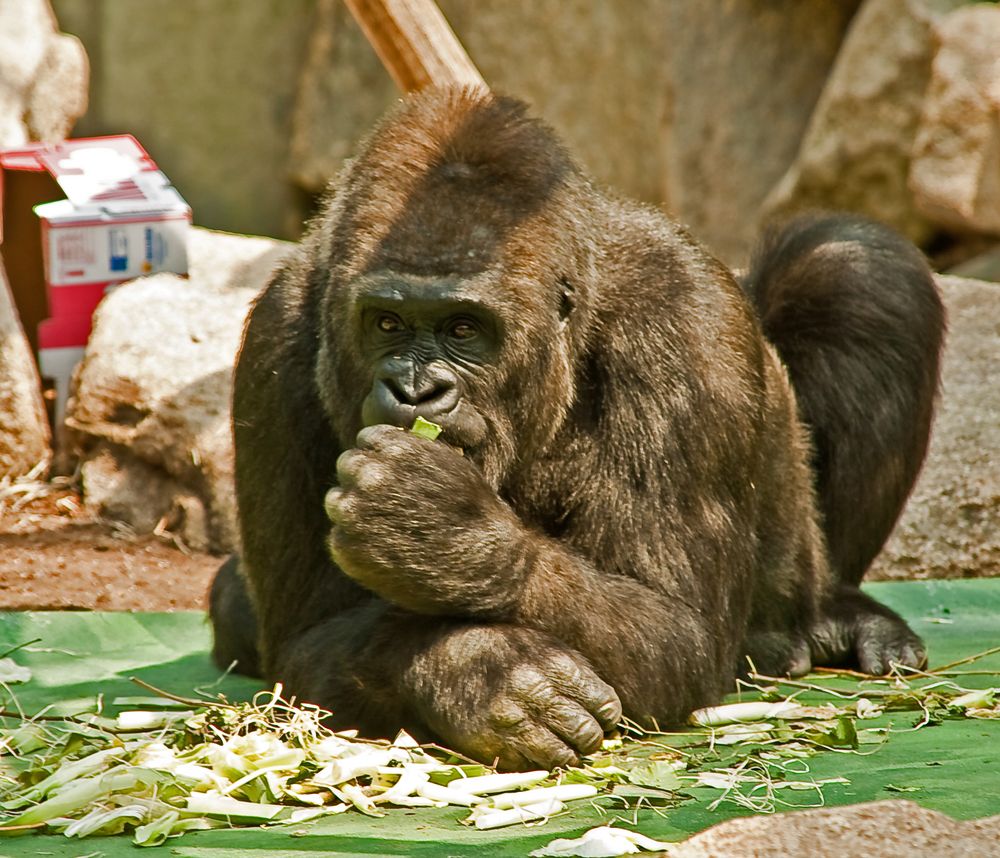 Nachdenklicher Gorilla - Chef