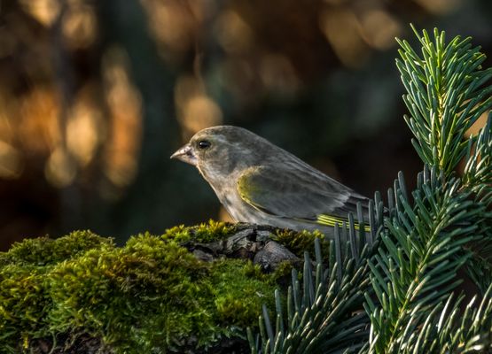 "Nachdenklicher Grüni"