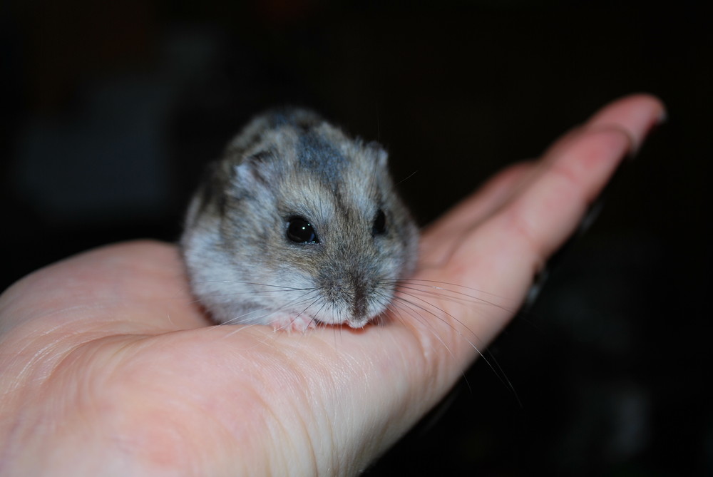 nachdenklicher Hamster...