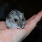 nachdenklicher Hamster...